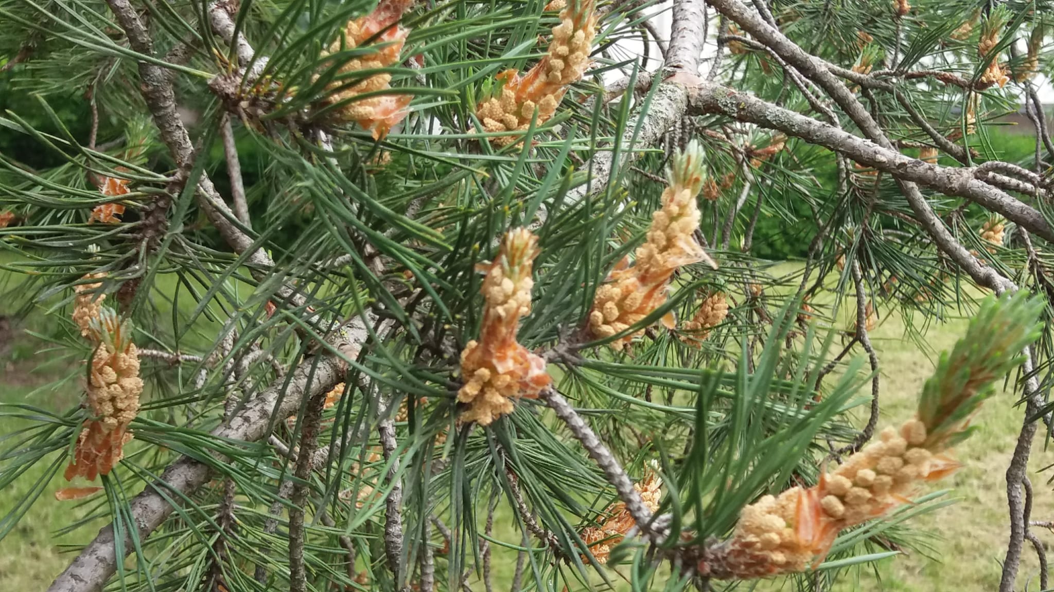 Pine ( linus sylvestris)