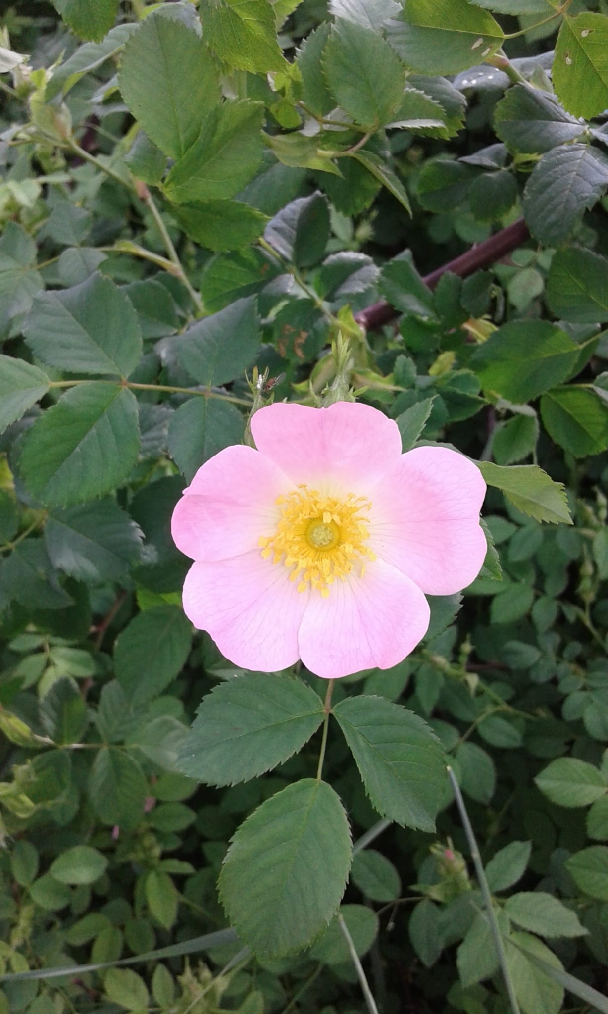 Wild Rose (rosa canina)